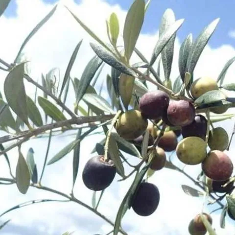 thumbnail for publication: Olives for Your Florida Landscape